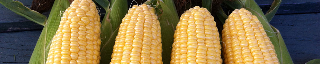 sweet corn plants